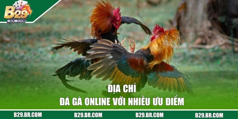 Địa chỉ đá gà online với nhiều ưu điểm